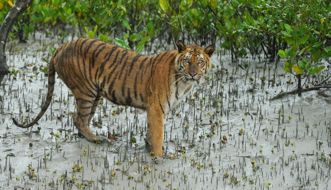 The Tiger, The People and The Forest: Humans and Beasts in Conflict